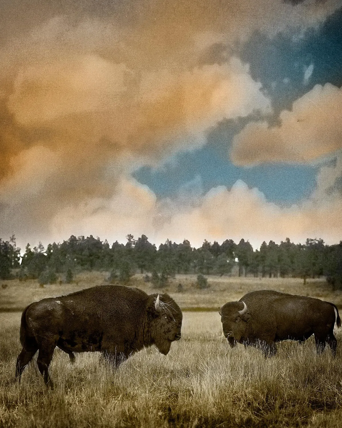 Roaming, VERMEJO RANCH