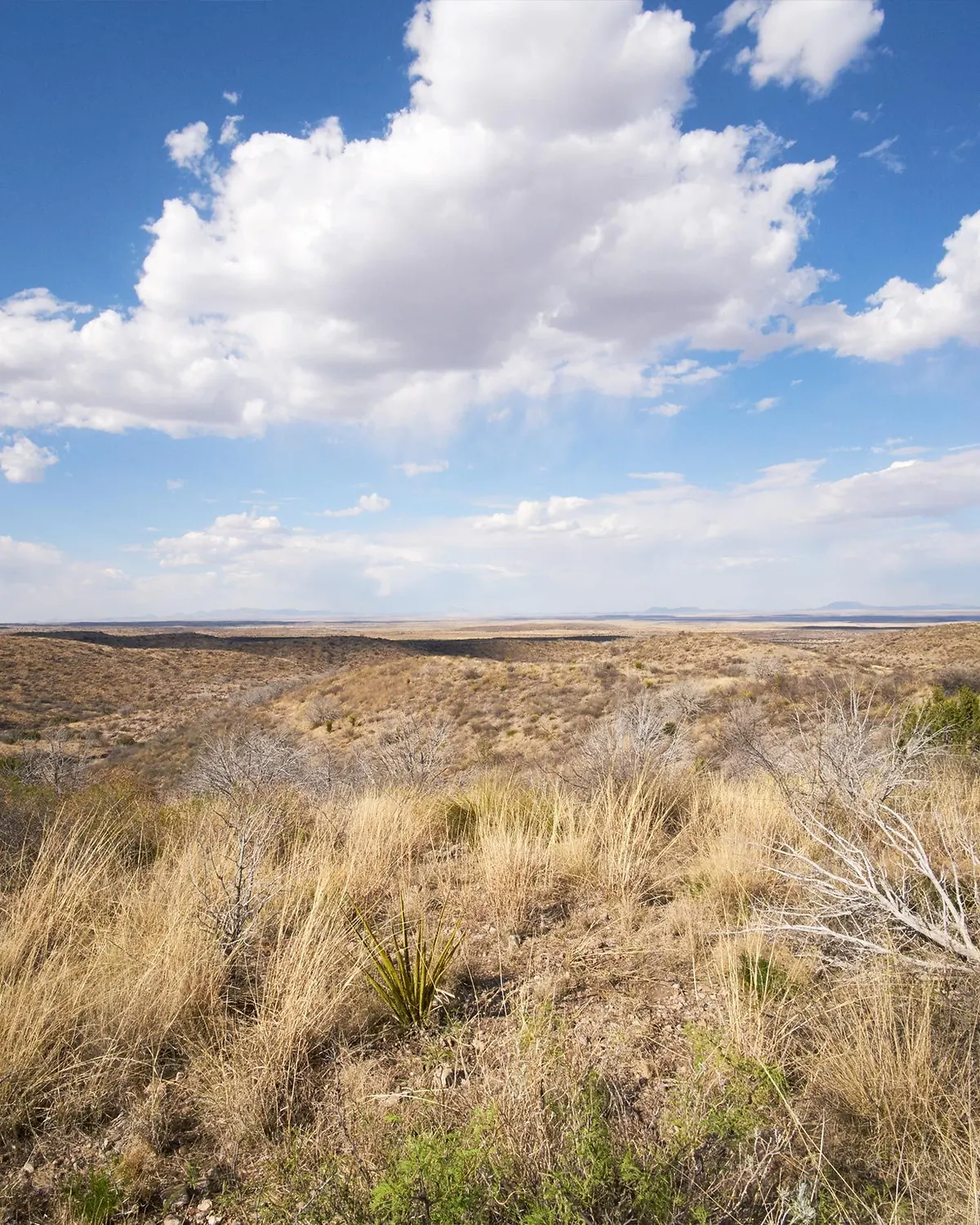 Texas, Range