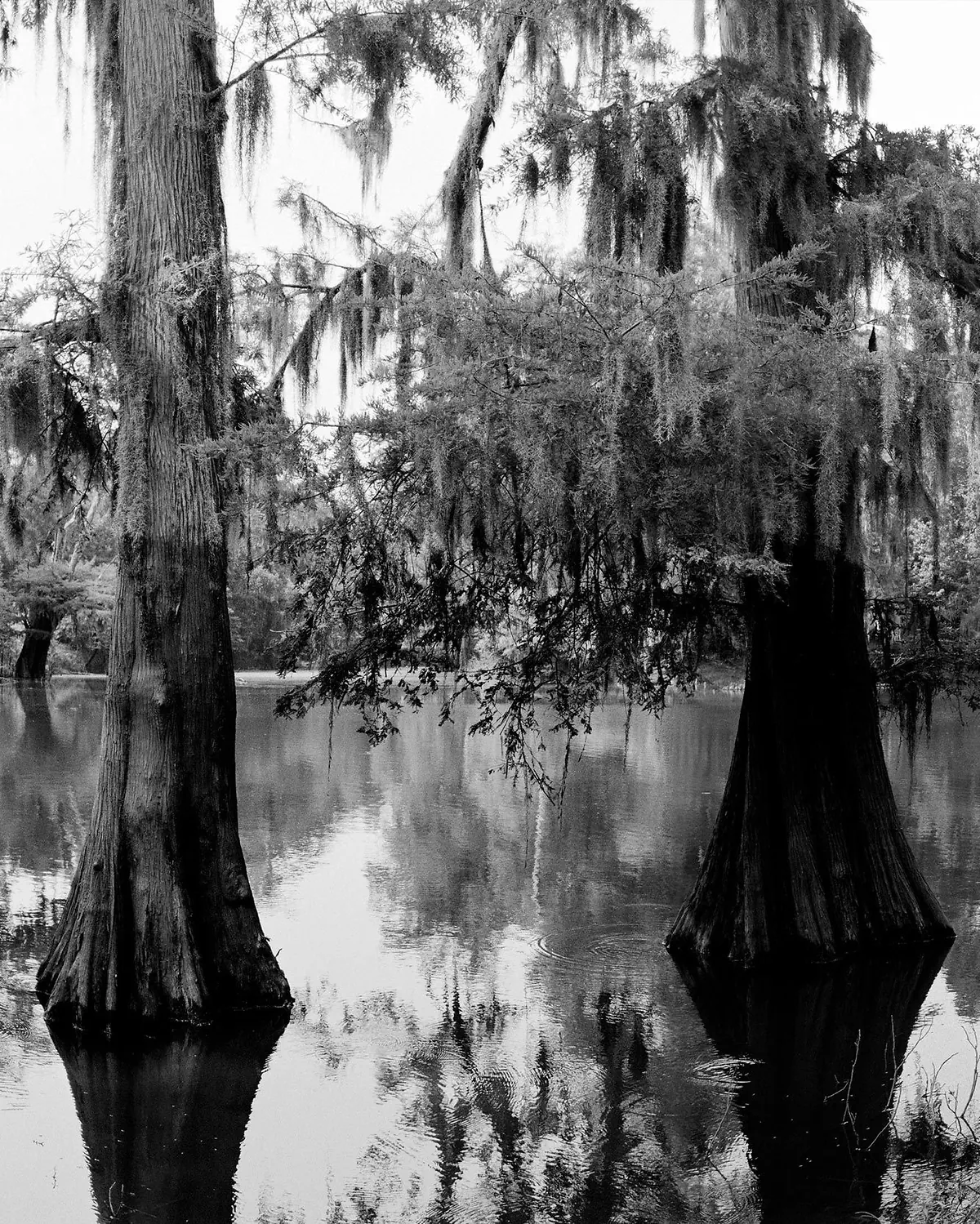 ALLIGATOR LAKE, FAT POSSUM